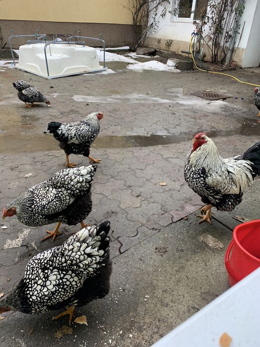 Vand familie gaini rasa Wiandotte argintiu