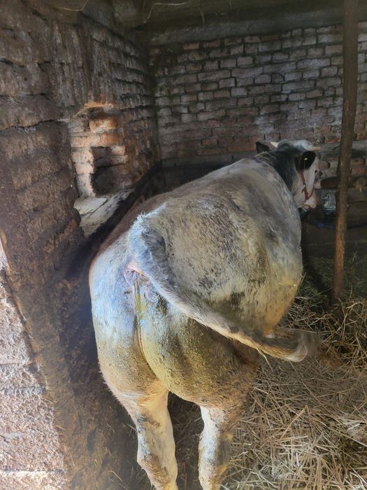 Vând vițel belgian