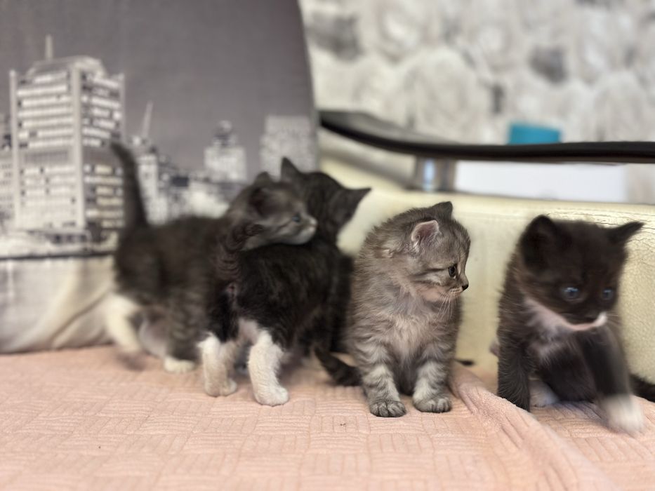 Отдам котят в добрые руки