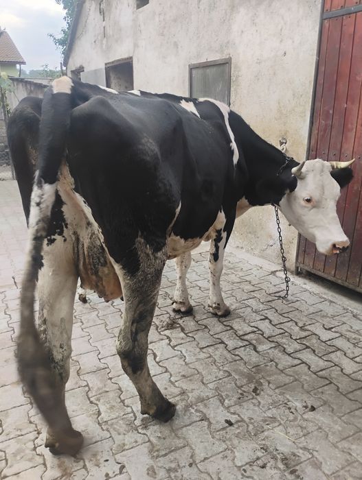 Vând vaca buna de lapte cu vițel