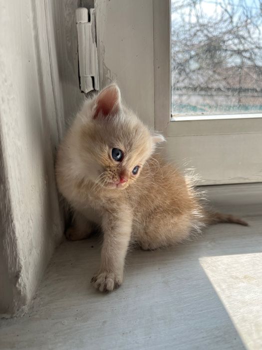 Отдам котят даром