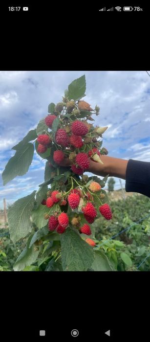 Butași de zmeură Polka