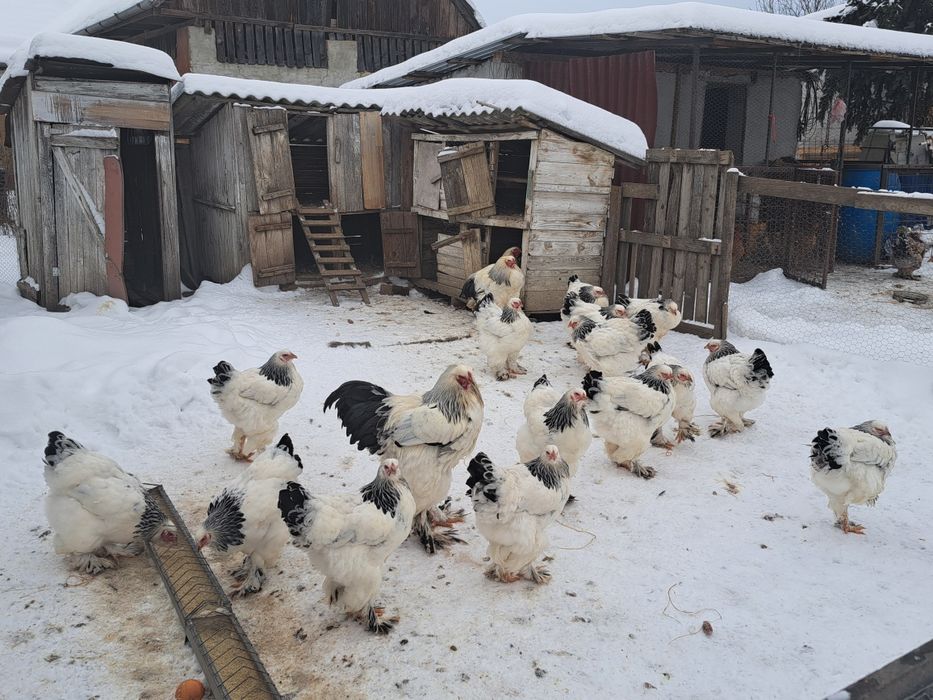 Vand oua incubat brahma hd