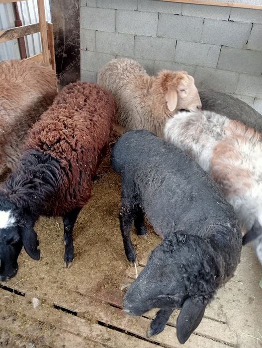 Ісек қошқар тоқтылар сатылады