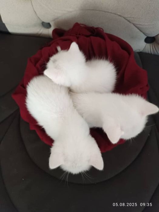 Chiroyli mushukchalar sotiladi! 500 000 sum kami bor