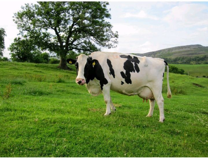 Golshteyn zotli g'unajin sotiladi