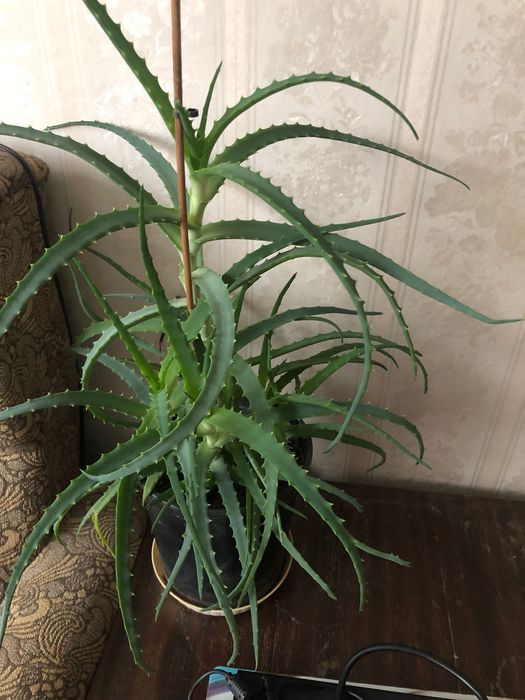 Цветя по 6 лв саксия