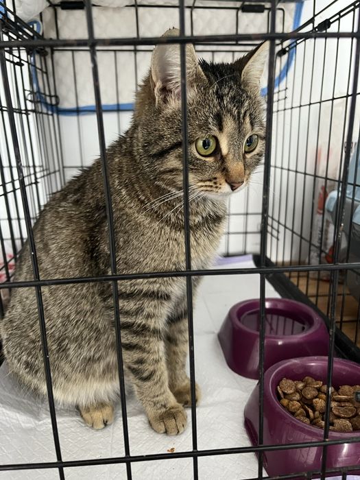 кошки в добрые руки