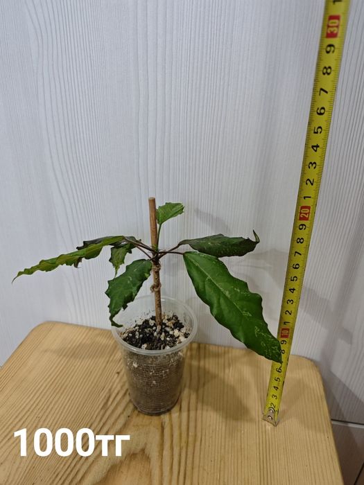 Продам гибискус с вариегатной листвой