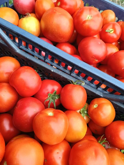 Продам помидоры  домашние