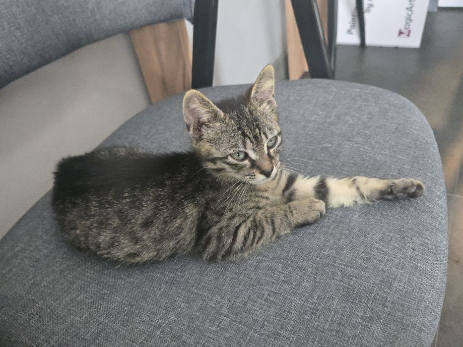 Женска котка на 3м.