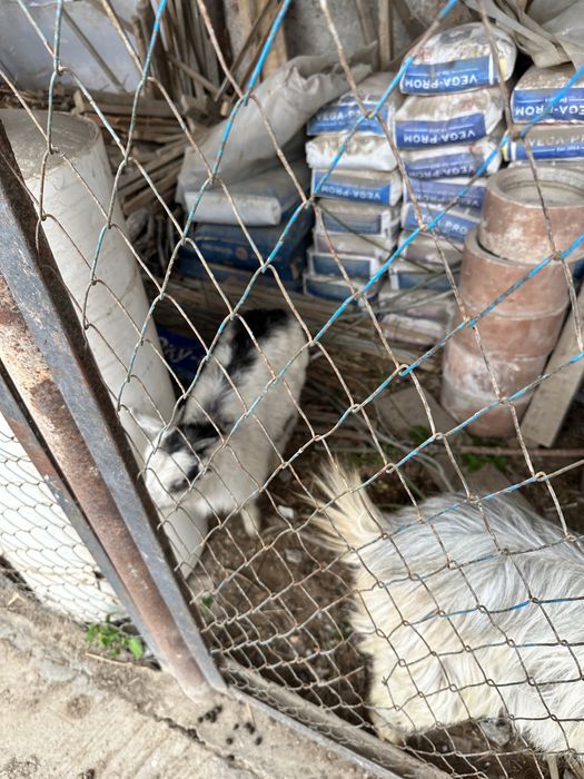 Сүтті орыс ешкі лағымен