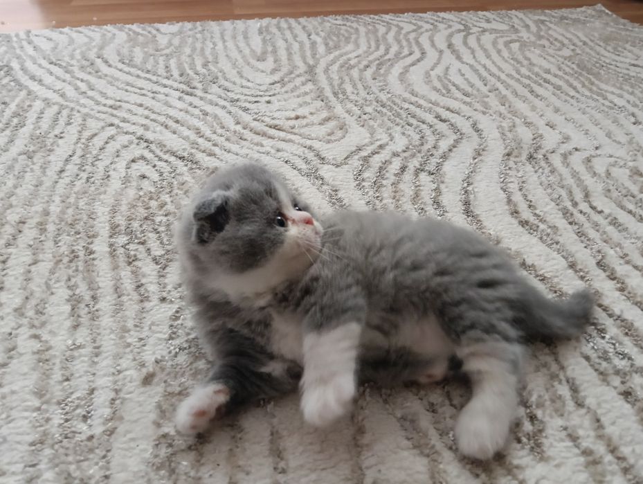 Pisica Scottish Fold