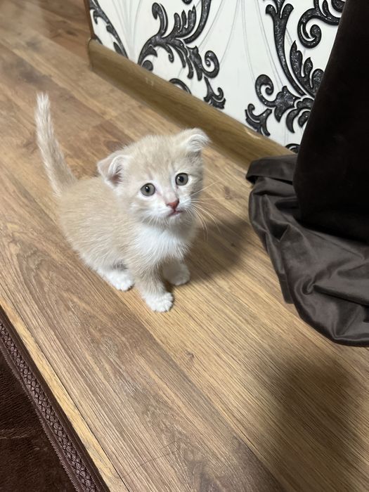 Shinshilla skotish fold