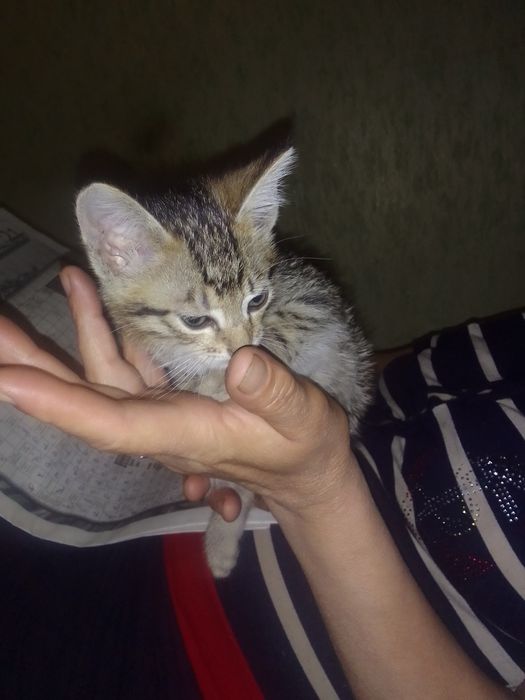 Отдам в хорошие руки,бесплатно