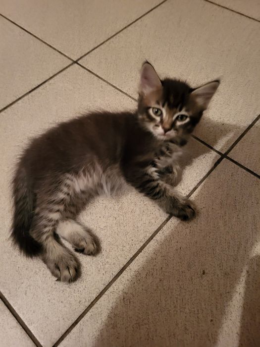 Котята в добрые руки отдам