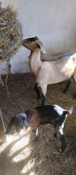 продается коза с козочкой