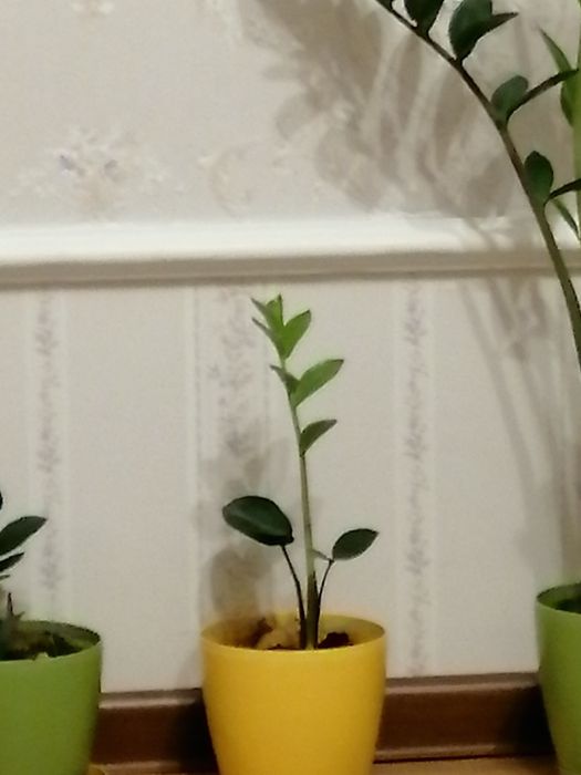 Замиакулькас, денежное дерево