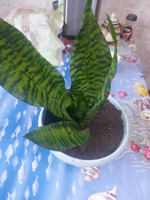 Комнатные растения