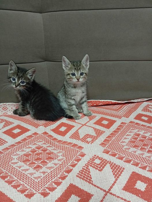 Отдам котят в добрые руки