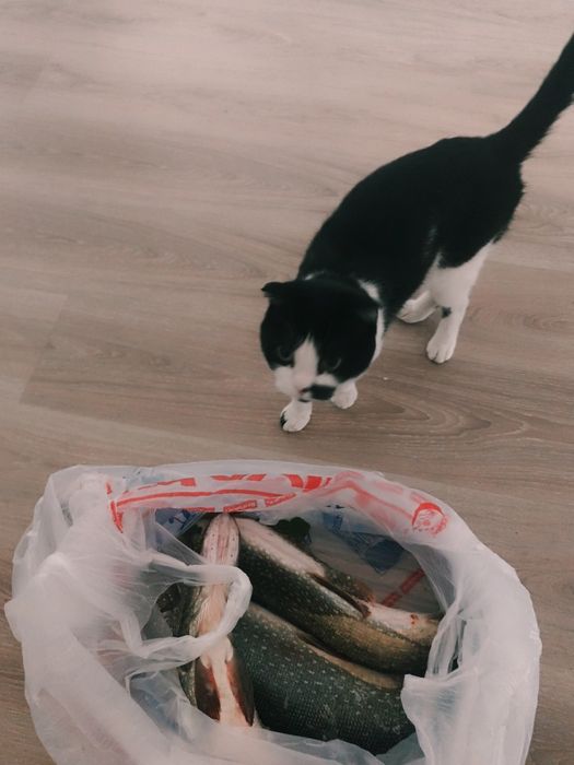 Отдам кота. В добрые руки