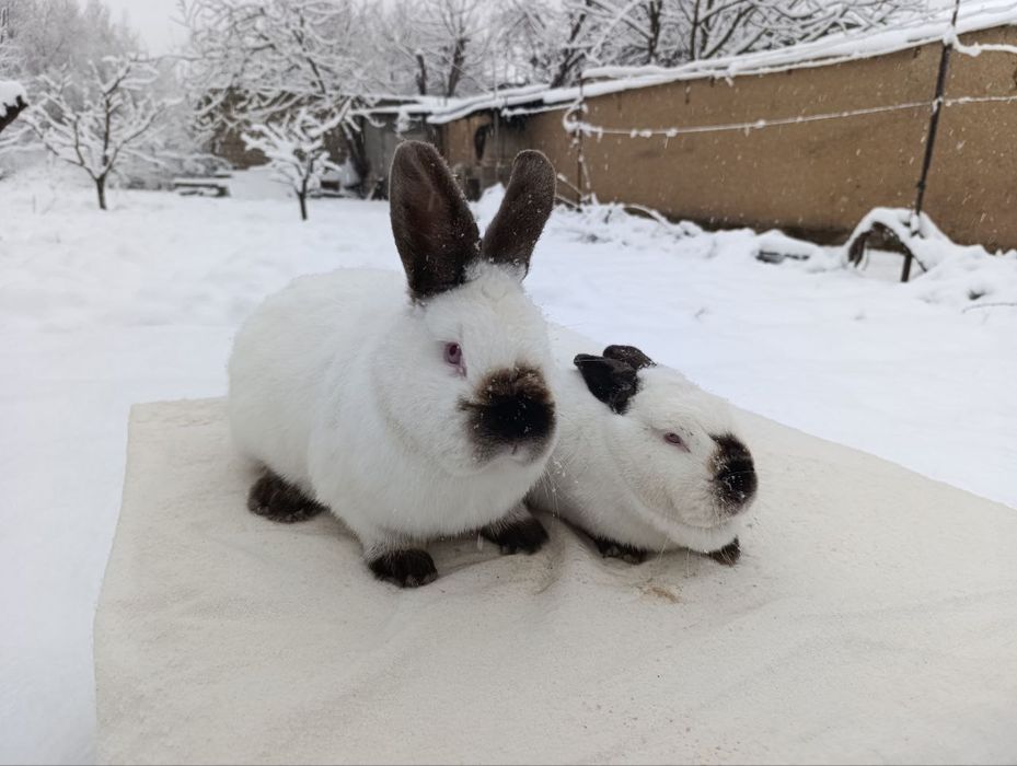 Kaliforniya oila sotiladi!