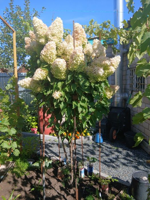 Цветы на срез,для букетов.