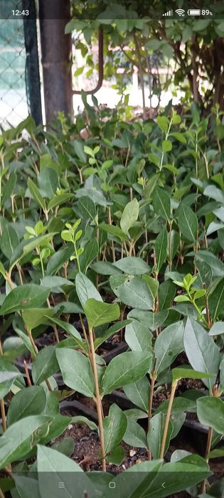 Лигуструм  в саксийки- жив плет