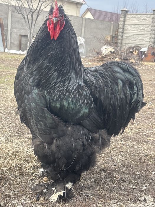 Продам кохинхин петух и курица