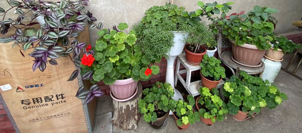 Продам комнатные цветы