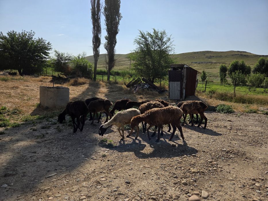 Шаруа, байлауға арналған қойлар сатылады