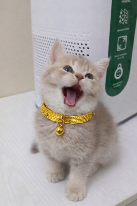 Продается kitten boy