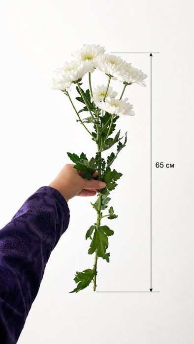 Хризантемы свежие цветы