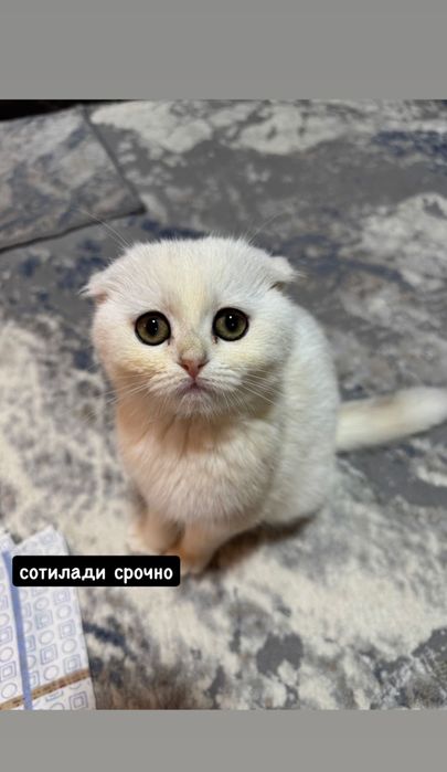 Продаётся котёнок!