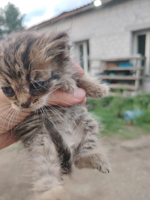 Отдам котят в добрые руки