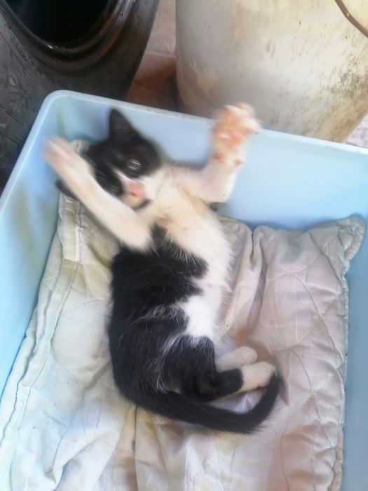 Pisicuța se donează