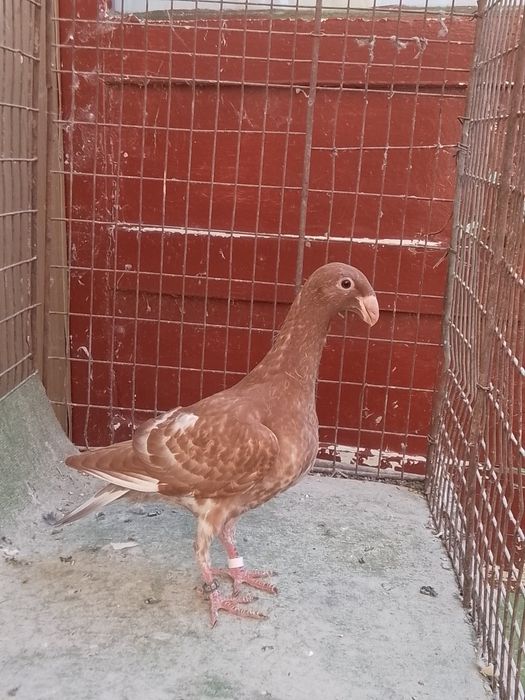 Voiajori germani tineri și maturi