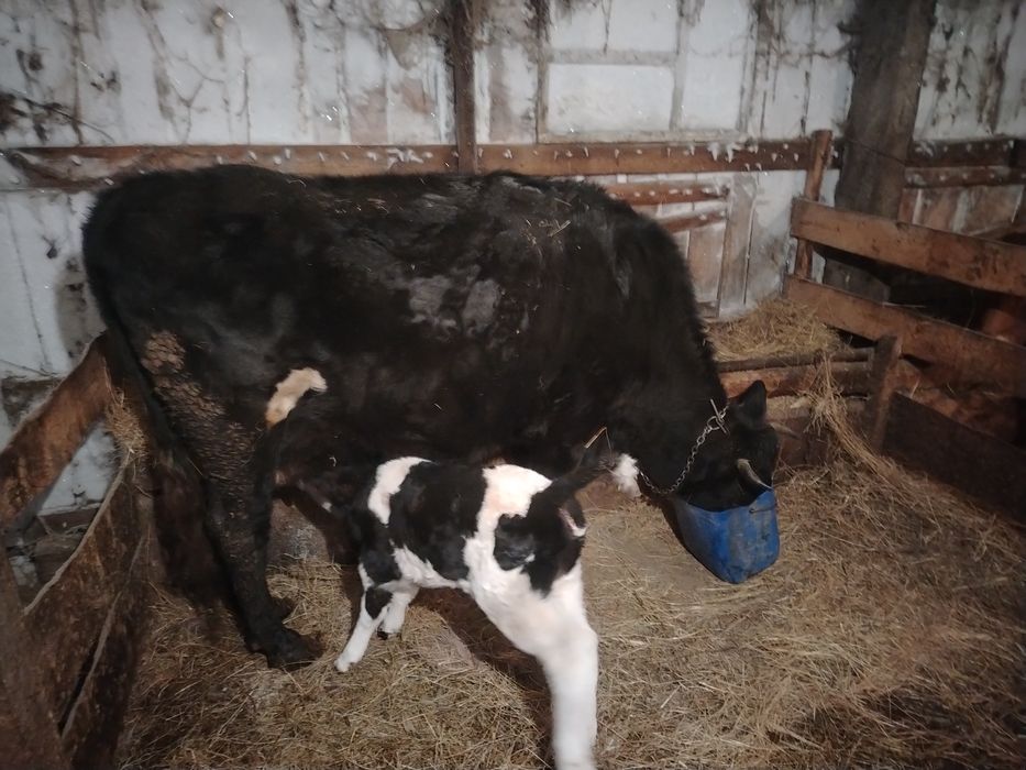 Корова с теленком