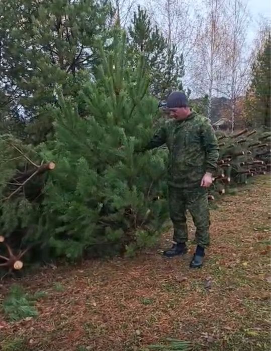 Новогодние Ели, Сосны, Пихта