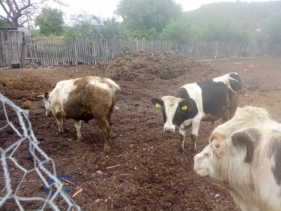 Vand 3 vitei ,2 albastri belgieni si un holstein