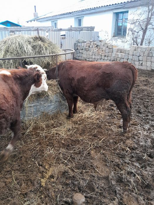 Продам бычков 6 головы