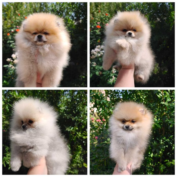 Девочки цверг шпица