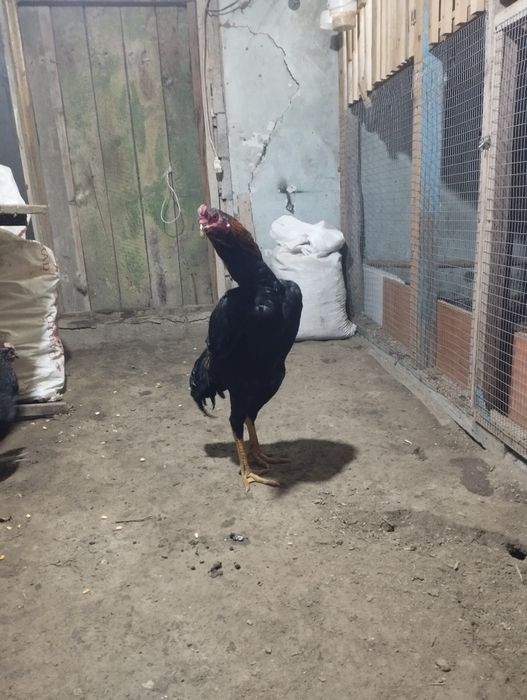 Продам петушка  срочно