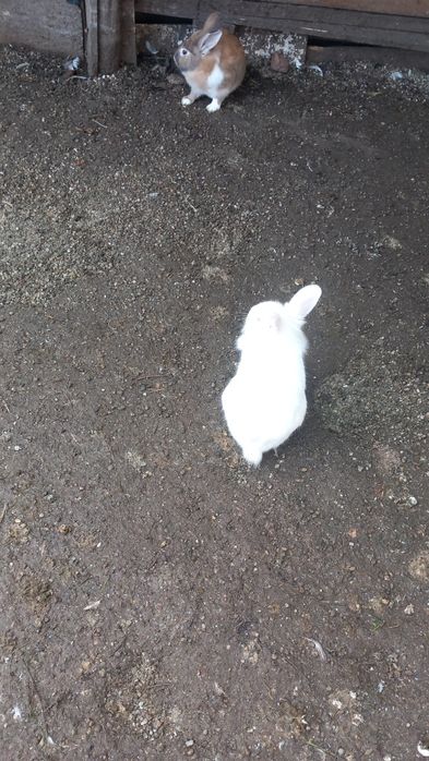 Vând sau schimb iepuri