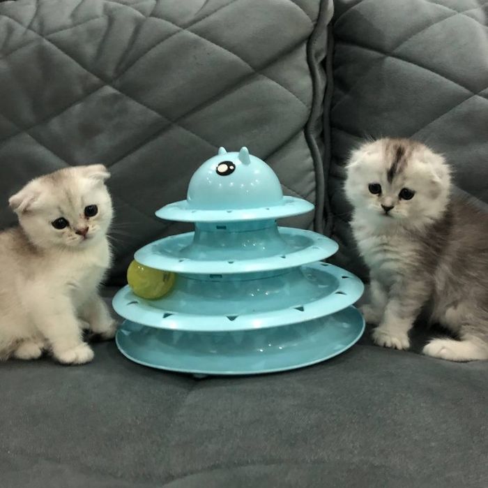 Котята Scottish Fold / шотландские котята