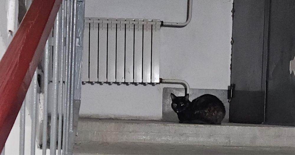 Кошечка ищет дом