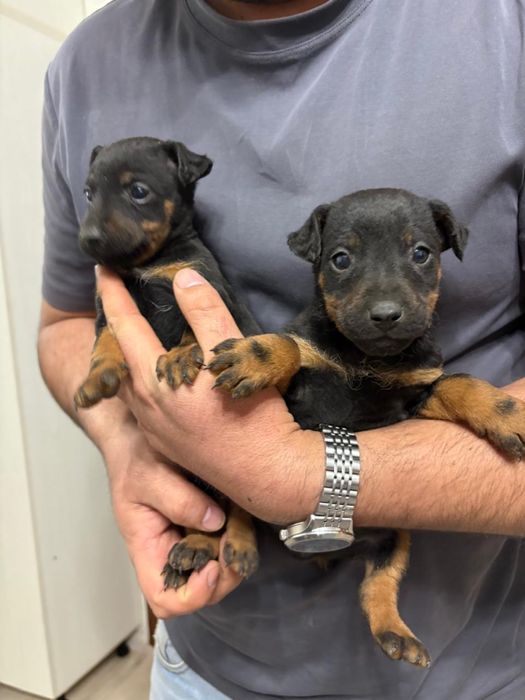 Ягдтерьер щенята