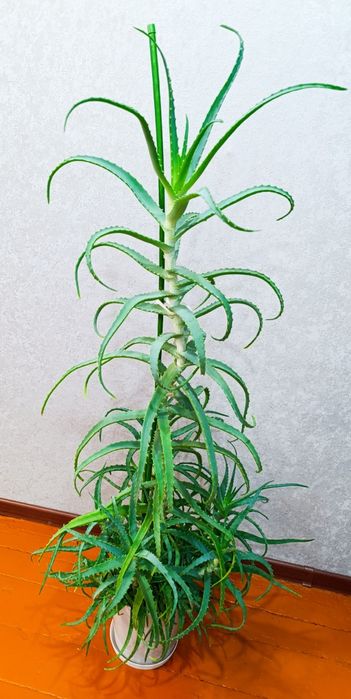 Алоэ лечебный.     .