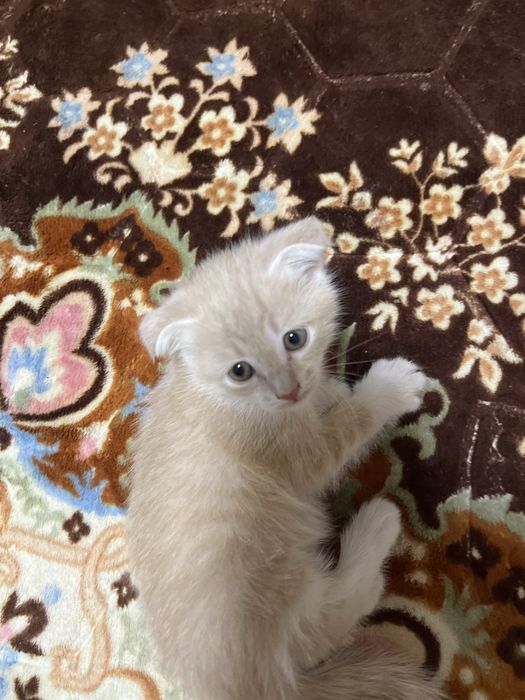 Shinshilla skotish fold