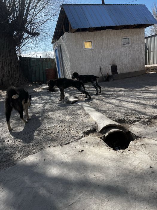 Дратхаар щенок продается 4 месяца